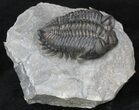 Bug-Eyed Coltraneia Trilobite - Clean Eye Facets #40125-3